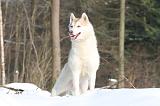 SIBERIAN HUSKY 171